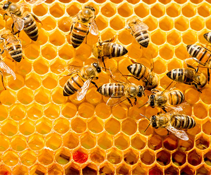 Bees